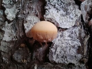 Teeny Tiny Shelf Fungus